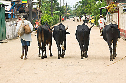 农民,引导,牛,马鲁安采特拉,马达加斯加,非洲