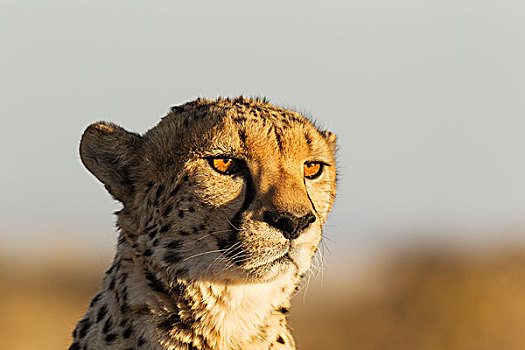 印度豹,猎豹,雄性,俘获,纳米比亚,非洲
