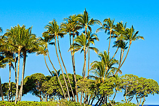 棕榈树,夏威夷大岛,夏威夷