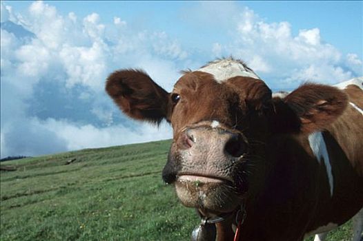 牛,母牛,高山牧场,瑞士