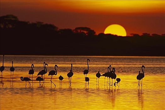 小红鹳,大红鹳,火烈鸟,群,剪影,湖,日落,恩格罗恩格罗,保护区,坦桑尼亚