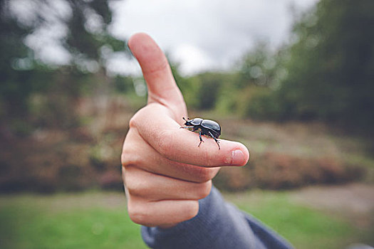 甲虫,手,给,竖大拇指,自然