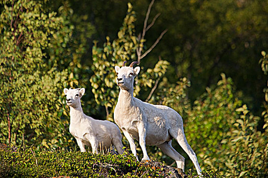 野大白羊,母羊,幼仔,楚加奇州立公园,阿拉斯加,夏天