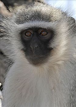 长尾黑颚猴,绿猴,南非