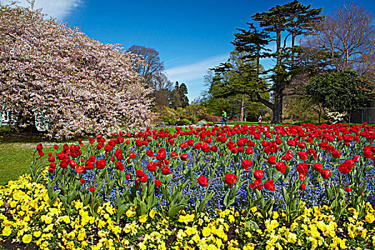 花坛,花,树,植物园,公园,坎特伯雷,南岛,新西兰