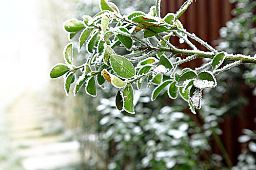 叶子上的雪