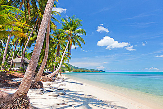 苏梅岛,热带沙滩,椰树,树