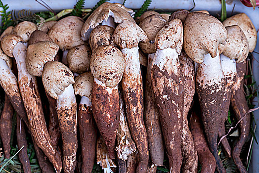 蘑菇,市场,昆明,中国