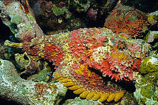 礁石,海底,阿里环礁,马尔代夫,亚洲