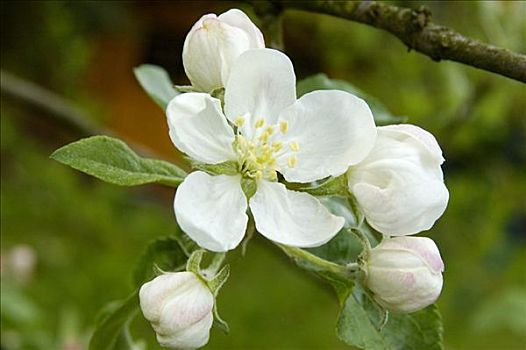 盛开,苹果树,德国