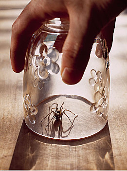 握着,玻璃杯,上方,蜘蛛