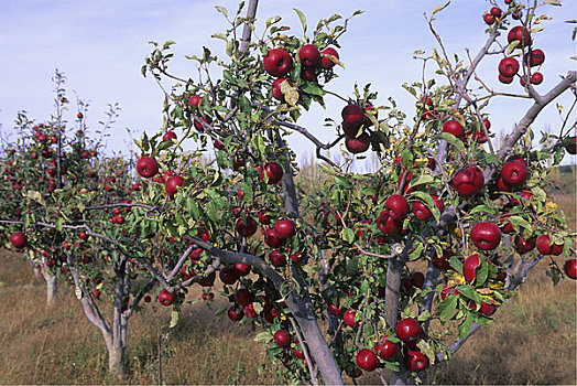 墨西哥,奇瓦瓦,靠近,苹果园,红色,美味,苹果,农业,区域