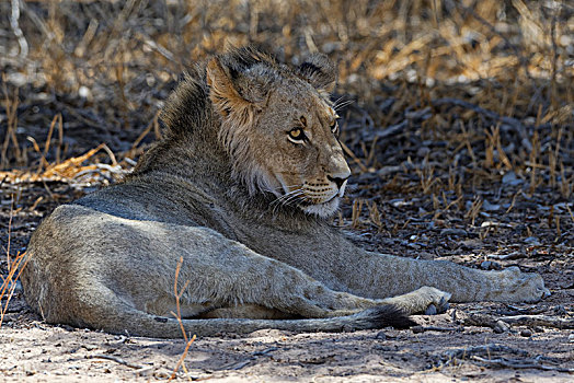 狮子,幼兽,雄性,卧,荫凉,热,警惕,卡拉哈迪大羚羊国家公园,北开普,南非,非洲