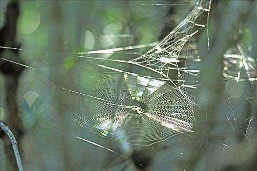 蜘蛛网,埃弗格来兹,佛罗里达,美国