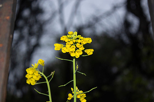 油菜花