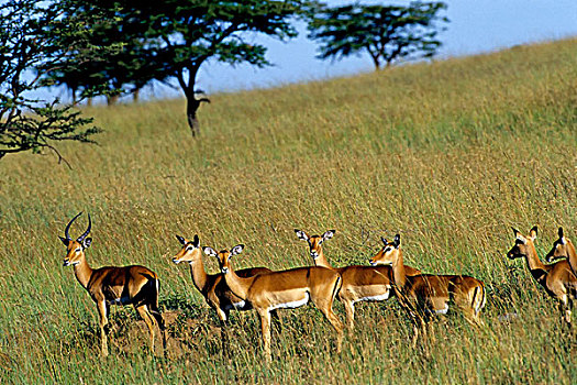 肯尼亚,马赛马拉,黑斑羚
