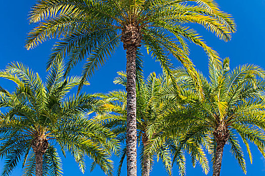 棕榈树,蓝天,洛杉矶,加利福尼亚,美国