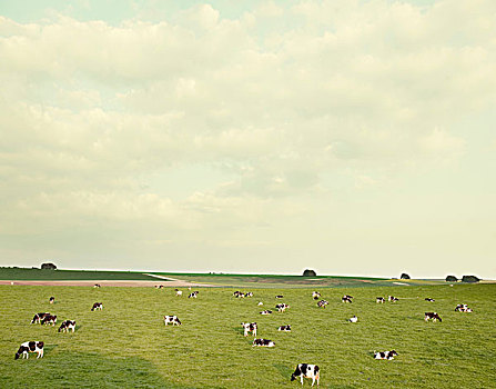 母牛,地点,威尔特,英格兰