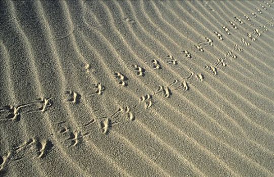 动物脚印,沙子