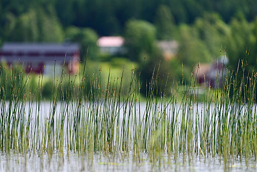 湖岸,芦苇,湖,西部,芬兰