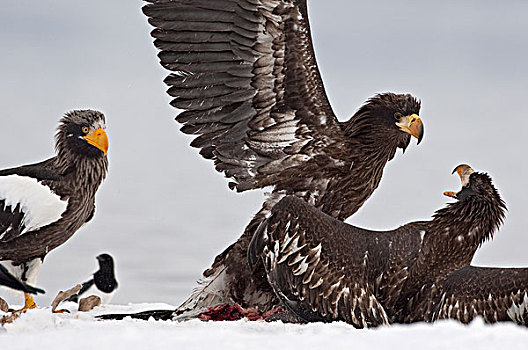 海鹰,虎头海雕,幼小,争斗,堪察加半岛,俄罗斯