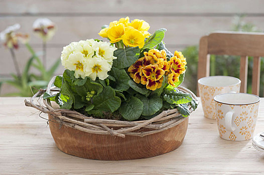 樱草属植物,木碗,桌子,铁线莲,卷须