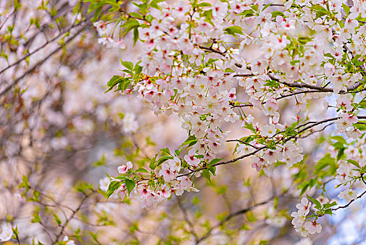 东京樱花