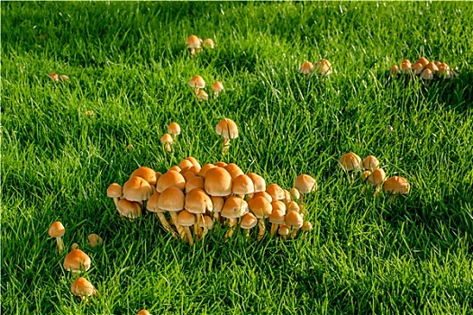 蘑菇,草坪