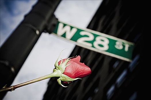玫瑰,街道牌,杆,街道,纽约,美国