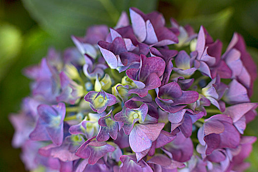 紫色,绣球花,特写