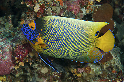 印度尼西亚,蓝色,脸,刺蝶鱼,珊瑚,礁石