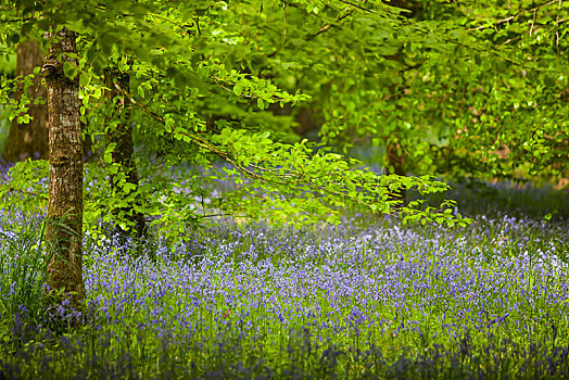 野风信子,蓝铃花,花,公园,康沃尔,英格兰,英国,欧洲