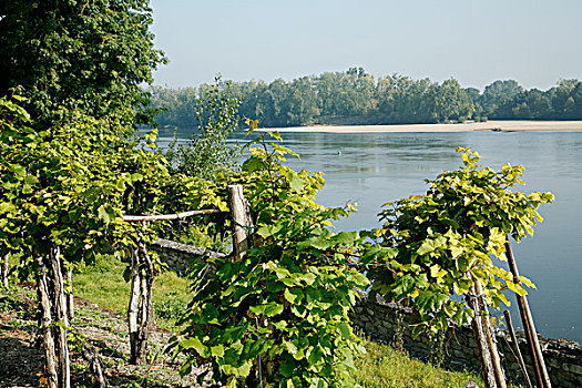 蔓藤,卢瓦尔河