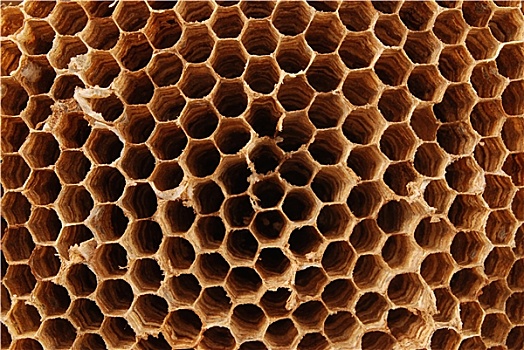 大黄蜂,蜂巢,微距