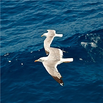 海鸥,飞翔
