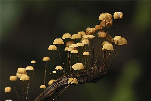 蘑菇,叶子,丹浓谷保护区,婆罗洲,马来西亚