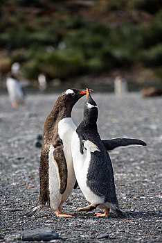 巴布亚企鹅,幼禽,请求,食物,金港,南乔治亚,亚南极,南极