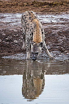斑鬣狗,饮料,水潭,鹳,萨维提,乔贝国家公园,乔贝,地区,博茨瓦纳,非洲