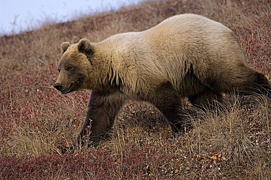 大灰熊,棕熊,母熊,阿拉斯加