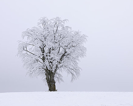 积雪,山毛榉树,山峦,黑森州,德国