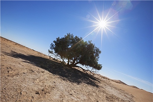 一个,树,撒哈拉沙漠