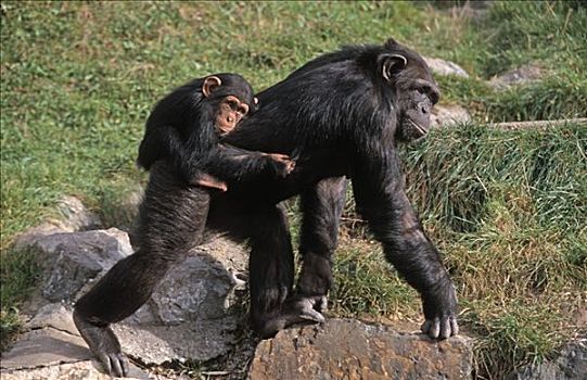普通,黑猩猩,类人猿,幼仔