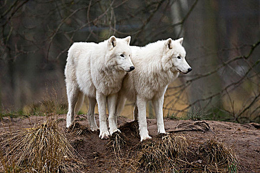 北极狼,极地,狼,白色,两个
