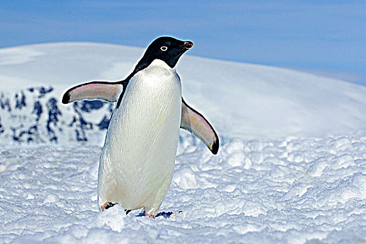 阿德利企鹅,生物群,觅食,旅游,南极半岛,南极