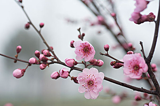 碧桃花开