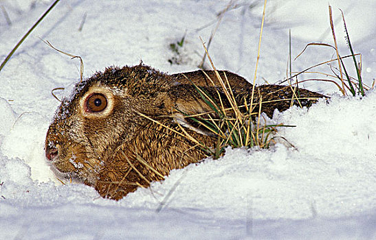 欧洲,棕兔,欧洲野兔,雪中