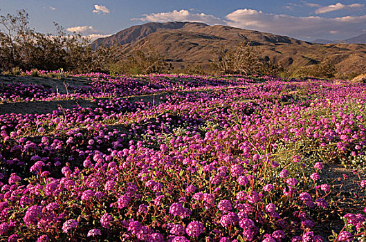 沙漠植被,野花,安萨,公园,加利福尼亚,美国