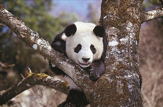 大熊猫,树上,哺乳动物,卧龙自然保护区,四川,中国,亚洲,动物