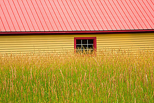 黄色,小屋,红色,屋顶,干草,土地,魁北克,加拿大