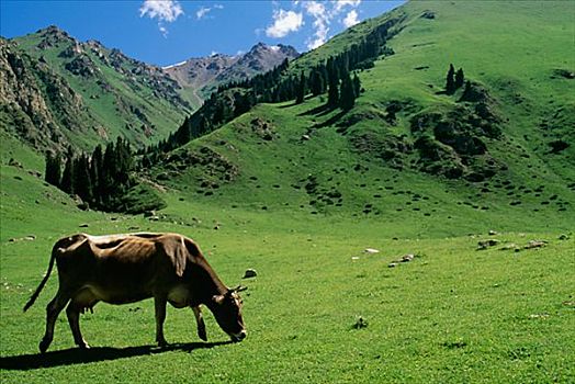母牛,山景